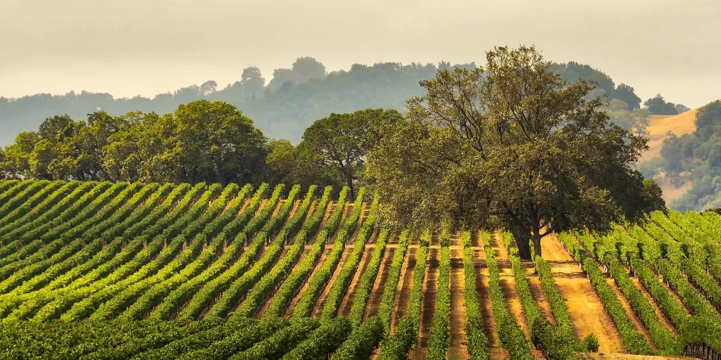 Moving in Sonoma, CA